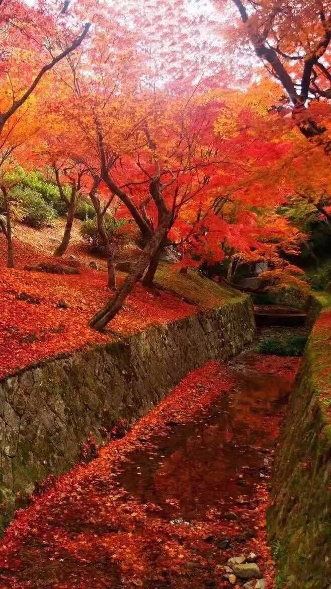 枫叶红了 文/百灵鸟（图2）