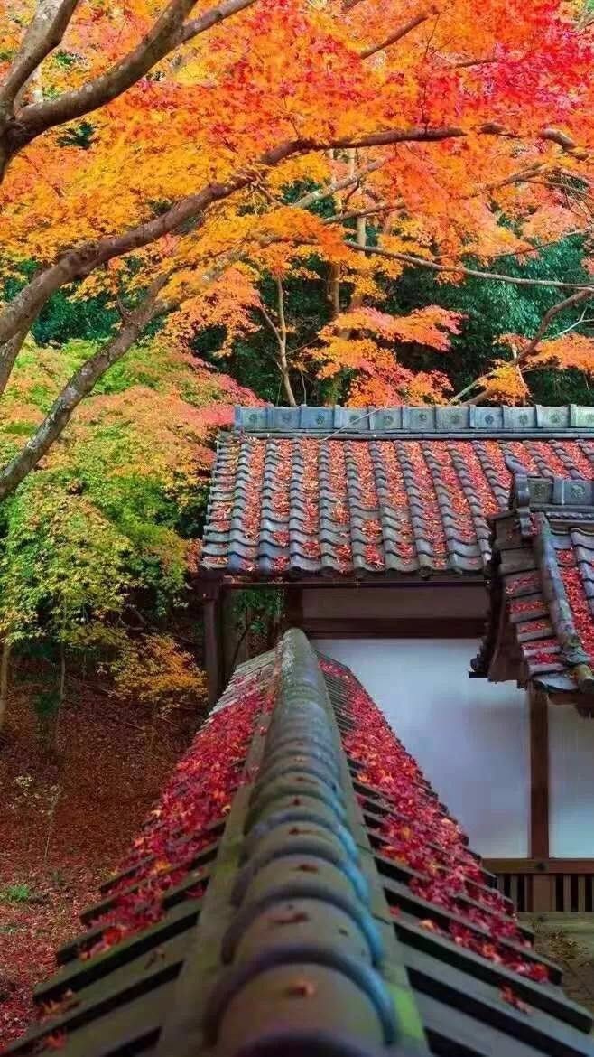 枫叶红了 文/百灵鸟（图3）