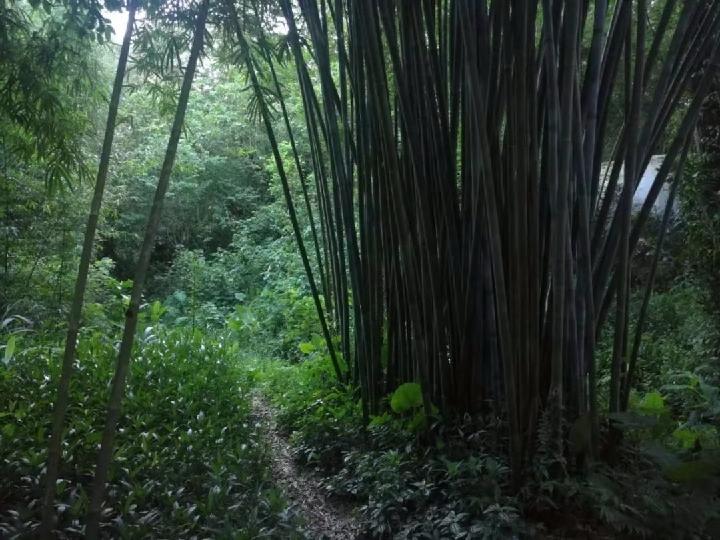 云山竹韵 作者:张秋明(图3)