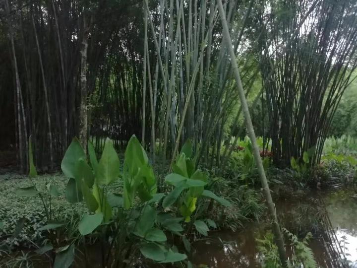 云山竹韵 作者:张秋明(图5)