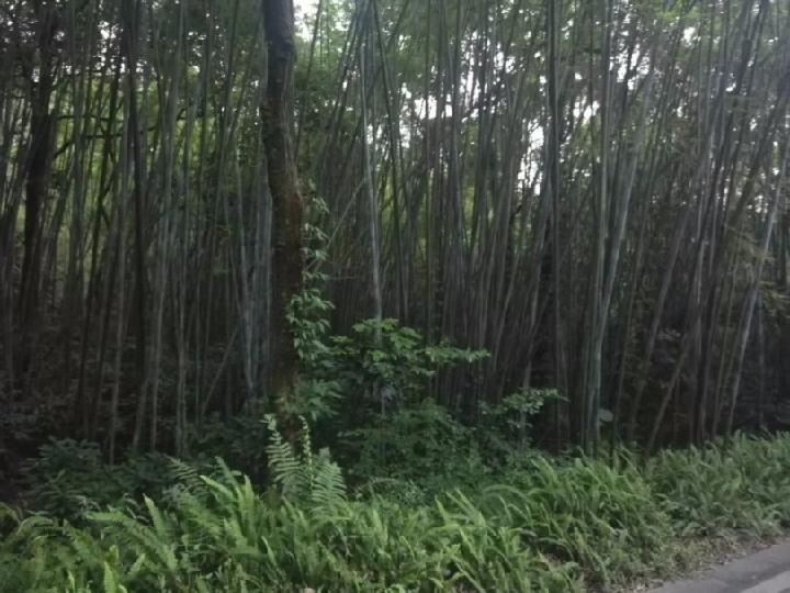 云山竹韵 作者:张秋明(图7)