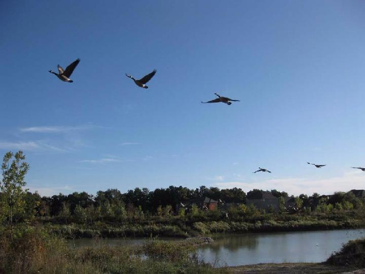 【仿古体新诗】雁南归 作者:吴珍君