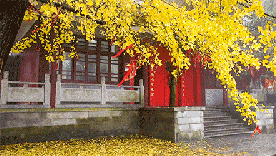 落叶 文/百灵鸟