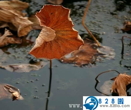203K1HZ-0
