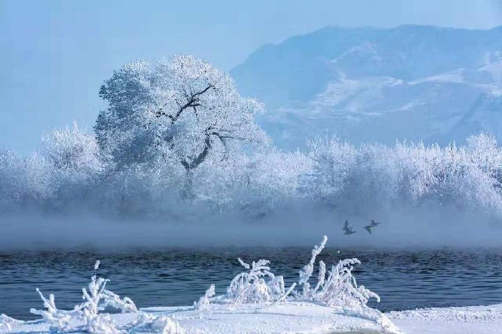 雪染北国 文/赵正霞