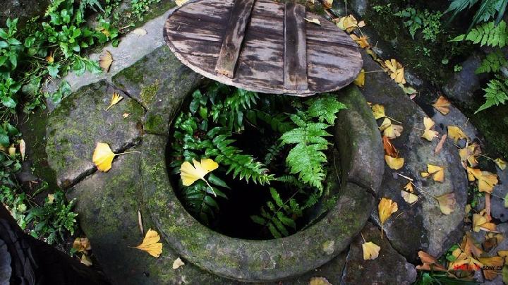 枯 文/游新姿（图2）