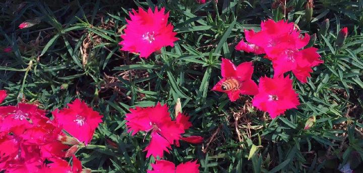 知己 作者:百灵鸟
