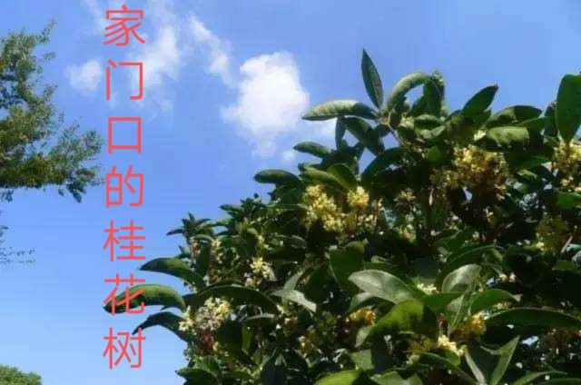 家门口的桂花树‖作者:朱艳红