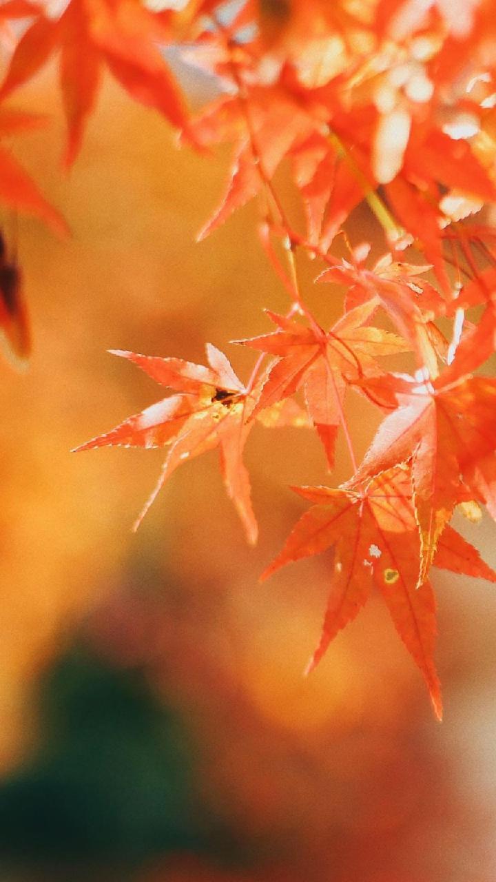 手握一枚红叶——百灵鸟