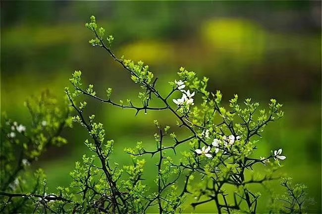 《小重山—春雨》