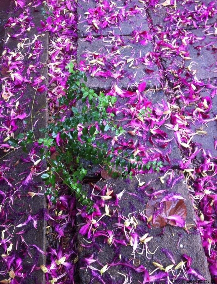落花探冬 文/赵正霞