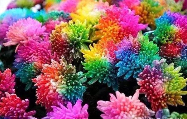 潘志远：先锋期刊《我以三万六千朵汴菊滋养一生的情爱》散文诗组章第十二期（总第407期）选刊的作品（图2）