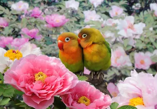 275e811f1b904469a6b0abb59b25b321.webp