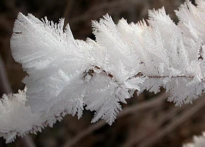 以雪表白 文/高立中