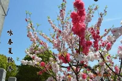 梦诗音：期刊《咏春夏秋冬》七律平水韵第十二期（总第413期）的作品（图2）