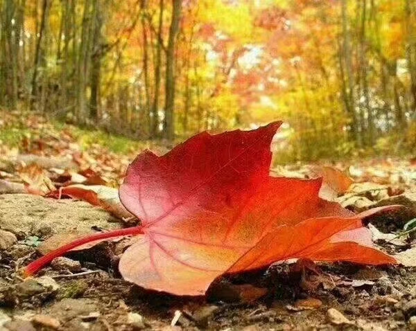mmexport1574599865925
