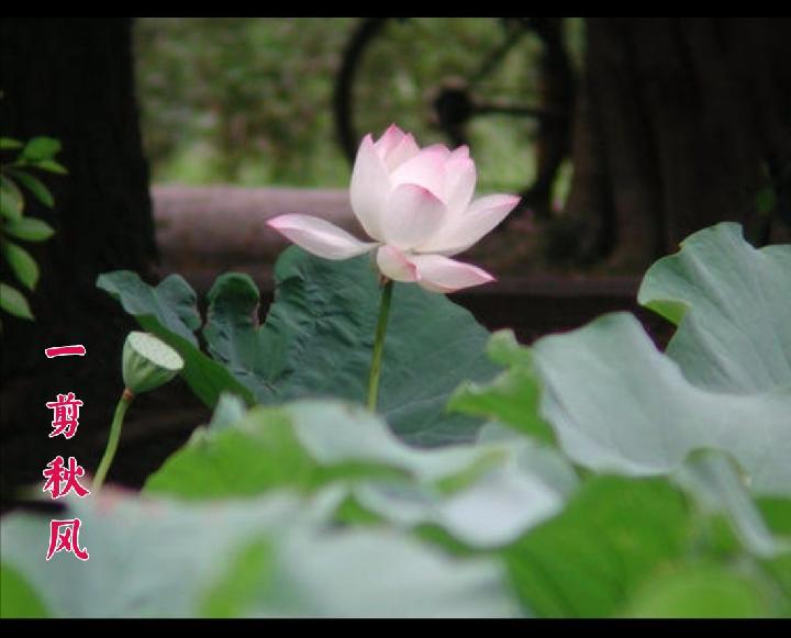 英菽：先锋期刊《一剪秋风》微型诗第十三期（总第418期）的作品（图2）