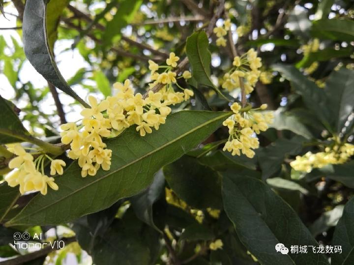 音十垚:先锋期刊《久等桂花开》散文随笔第十三期(总第421期)的作品(图3)