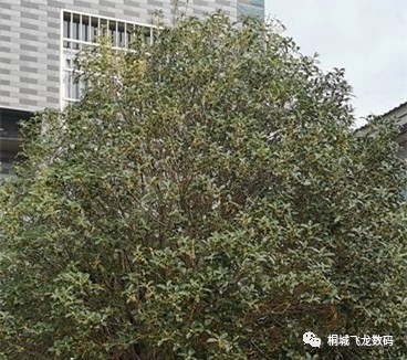 音十垚:先锋期刊《久等桂花开》散文随笔第十三期(总第421期)的作品(图4)