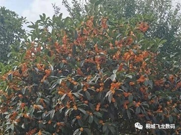 音十垚:先锋期刊《久等桂花开》散文随笔第十三期(总第421期)的作品(图5)