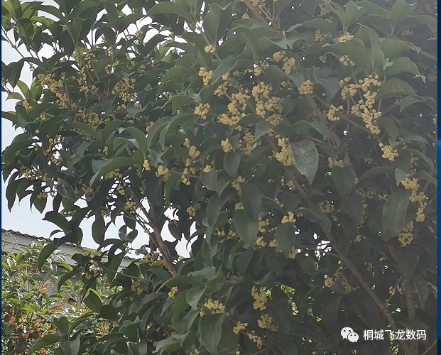 音十垚:先锋期刊《久等桂花开》散文随笔第十三期(总第421期)的作品(图6)