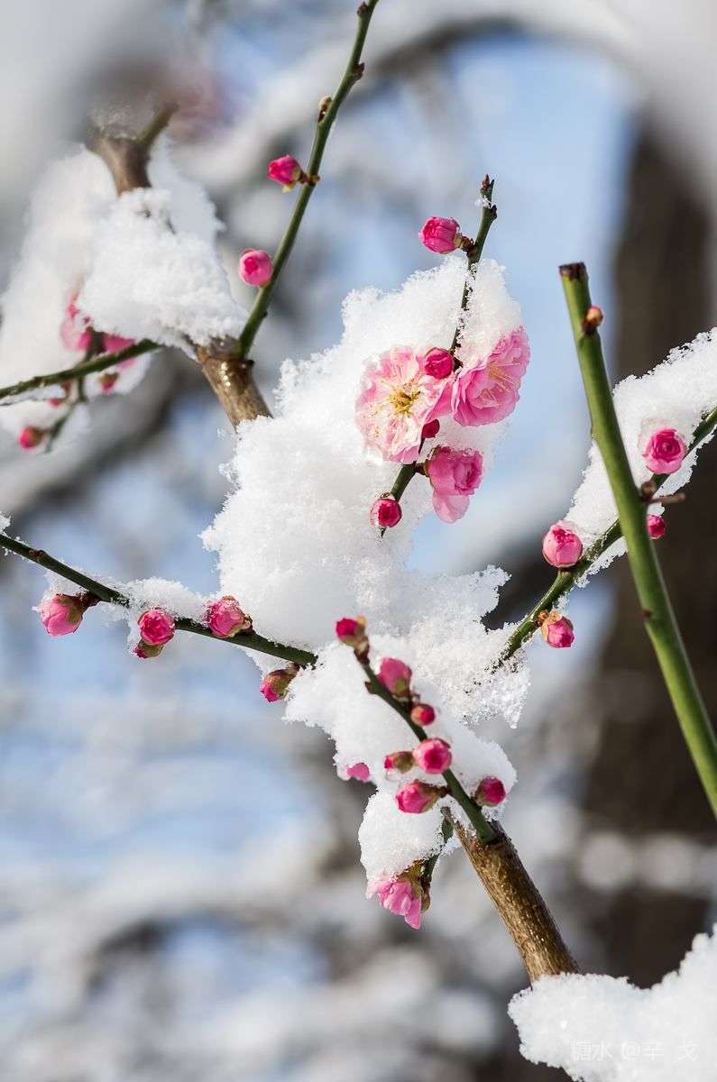 让人不由自主的欣赏冰中梅花的骄艳让人情不自禁的驻足雪中红梅的美妙