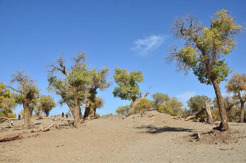 timg