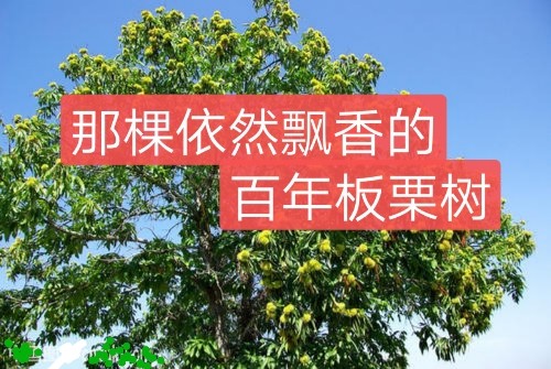 那棵依然飘香的百年板栗树‖作者:陈小平