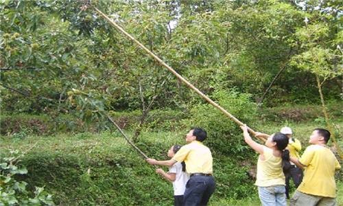 那棵依然飘香的百年板栗树‖作者:陈小平(图6)