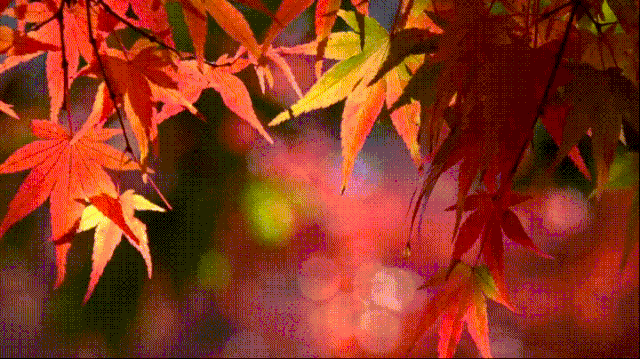 【爱到白头偕老】珍珠婚•一丈之夫‖作者:张桂萍(图16)