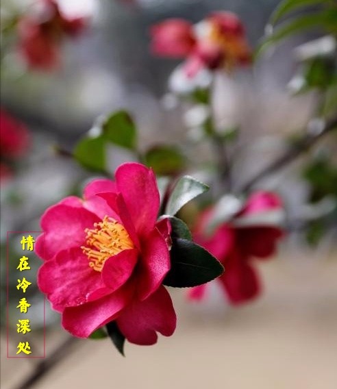 纸墨情缘：推荐《情在冷香深处》小诗第十四期（总第439期）的作品（图2）