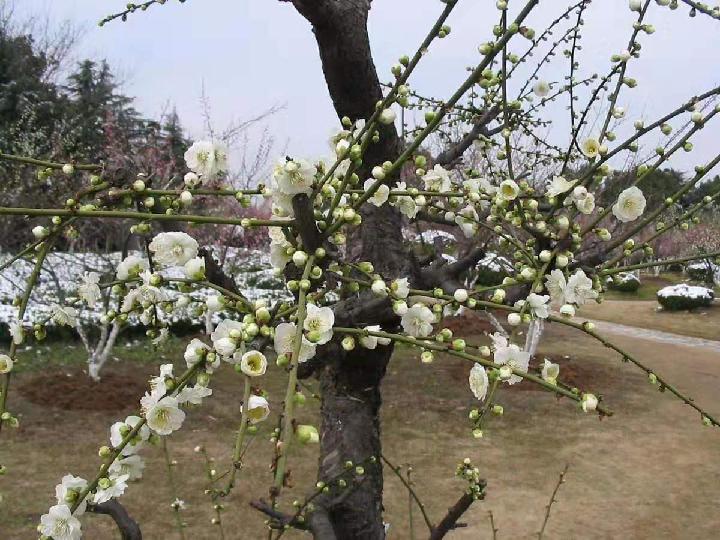 早起赏梅-京津沪头条 作者:福来（图3）