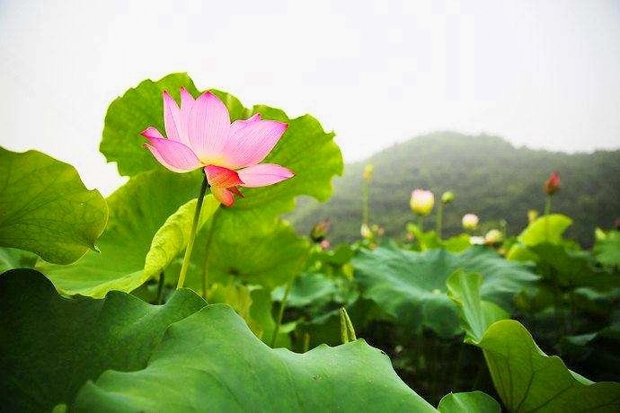 千帆舞：推荐《桥下那朵莲》散文诗章第十四期（总第446期）的作品（图2）