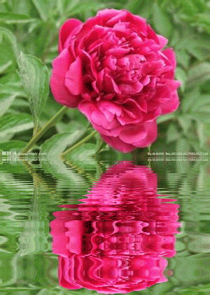 timg-621