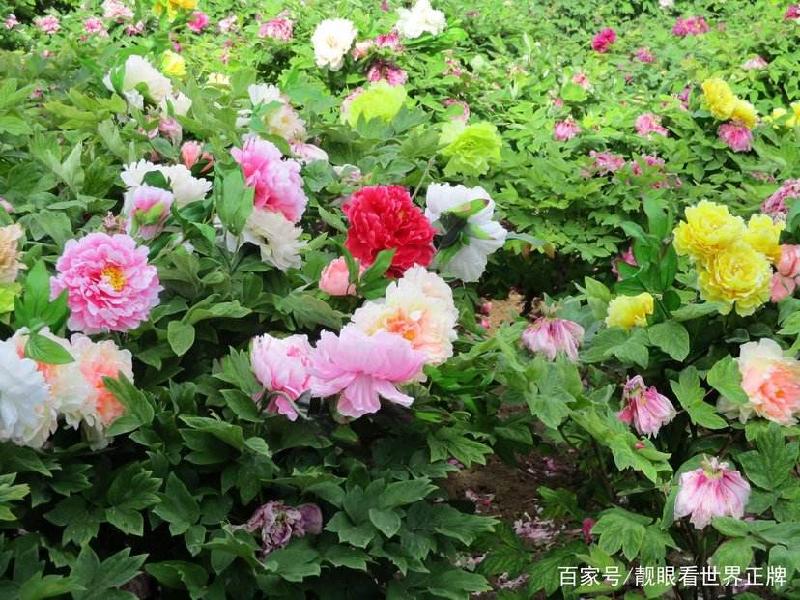 136ddcdf0bb9681f501a7f835289ac9d.