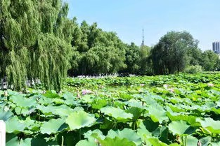 阿伞朗诵《一池荷花开》作者/田园 编辑/胡琴(图5)