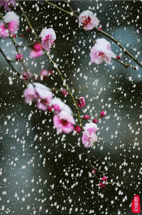 【新山东文学社】《雪天的心愿》作者/边风 主播/海豚（图4）