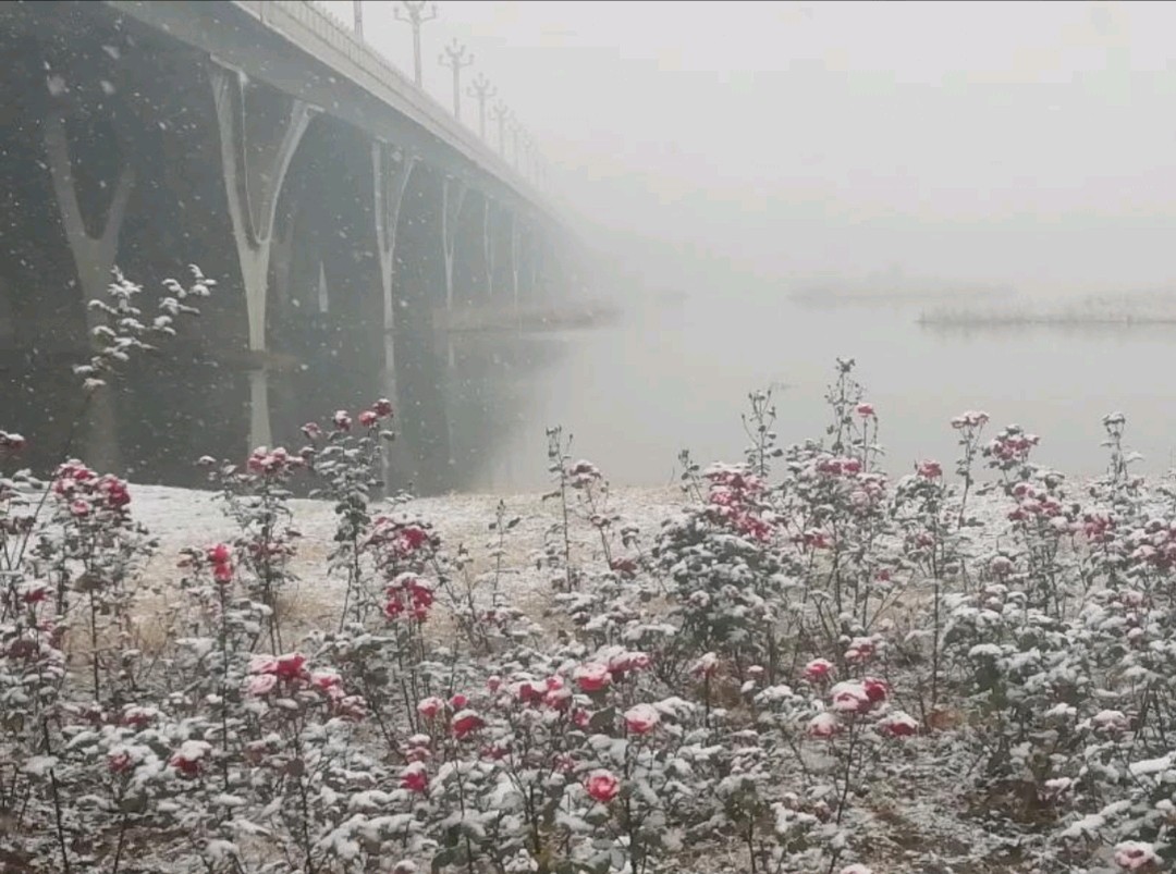 水仙子 故园逝后逢初雪 原作/梁立锋（图4）
