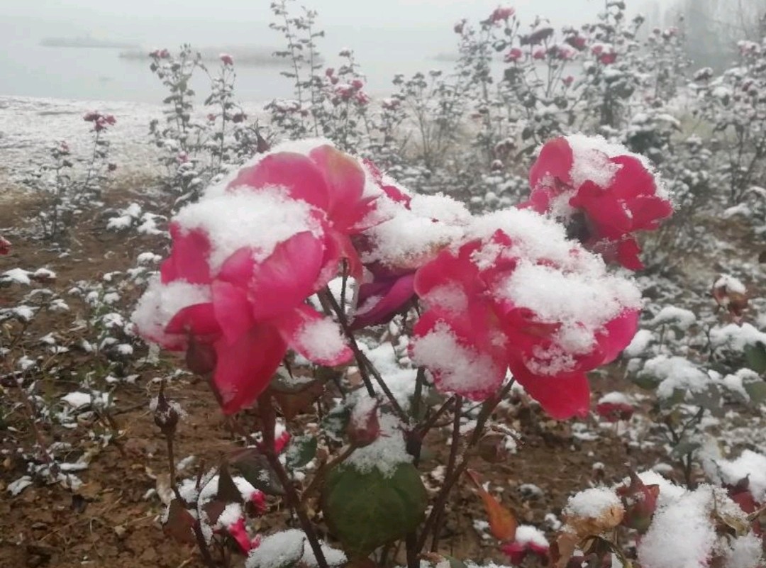 水仙子 故园逝后逢初雪 原作/梁立锋（图5）