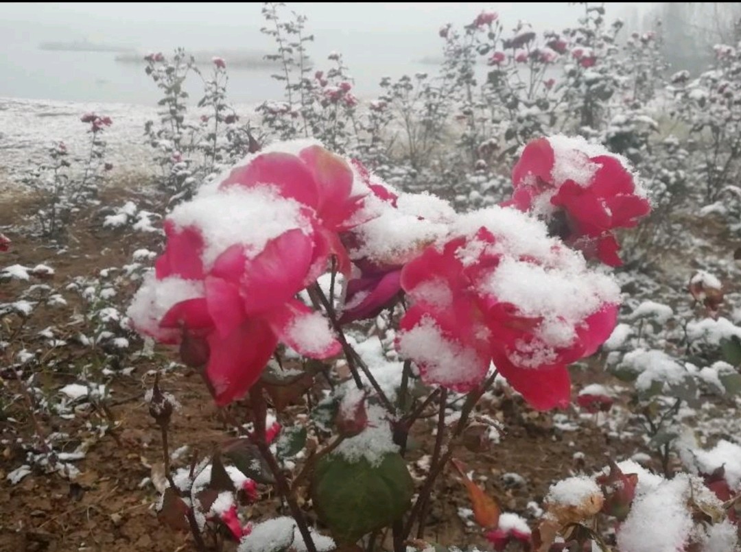 水仙子 故园逝后逢初雪 原作/梁立锋（图7）