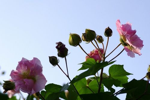 巴黎文学苏沪浙诗社013期微刊《朵朵鲜花憧憬冬》(图45)