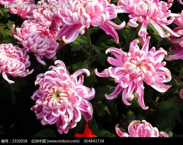 巴黎文学苏沪浙诗社013期微刊《朵朵鲜花憧憬冬》(图12)