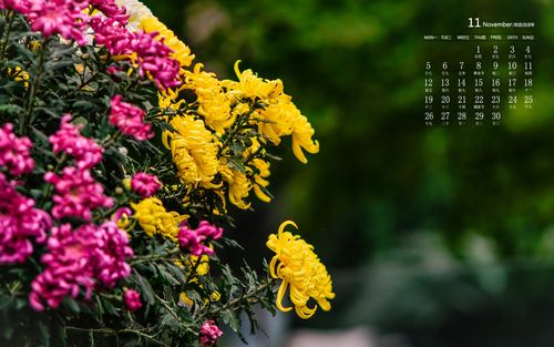 巴黎文学苏沪浙诗社013期微刊《朵朵鲜花憧憬冬》(图18)