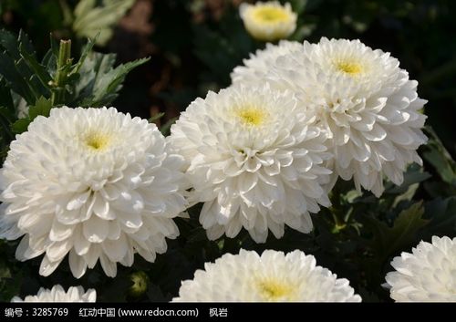 巴黎文学苏沪浙诗社013期微刊《朵朵鲜花憧憬冬》(图59)