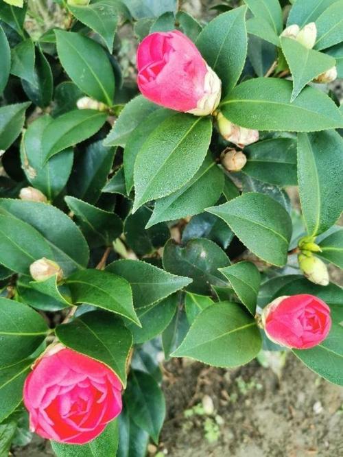 巴黎文学苏沪浙诗社013期微刊《朵朵鲜花憧憬冬》(图42)