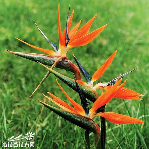 巴黎文学苏沪浙诗社013期微刊《朵朵鲜花憧憬冬》(图61)