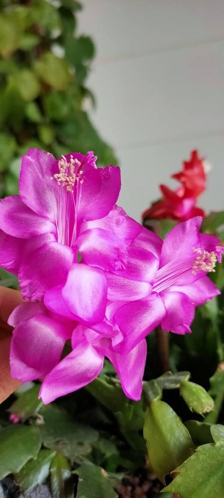 巴黎文学苏沪浙诗社013期微刊《朵朵鲜花憧憬冬》(图77)