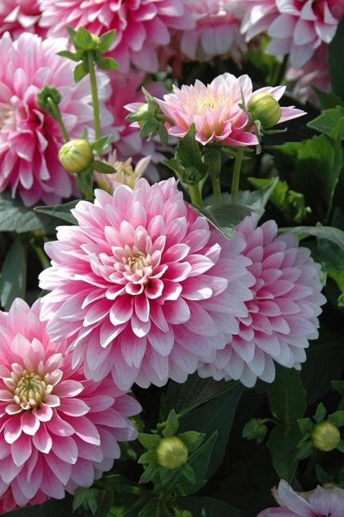 巴黎文学苏沪浙诗社013期微刊《朵朵鲜花憧憬冬》(图51)