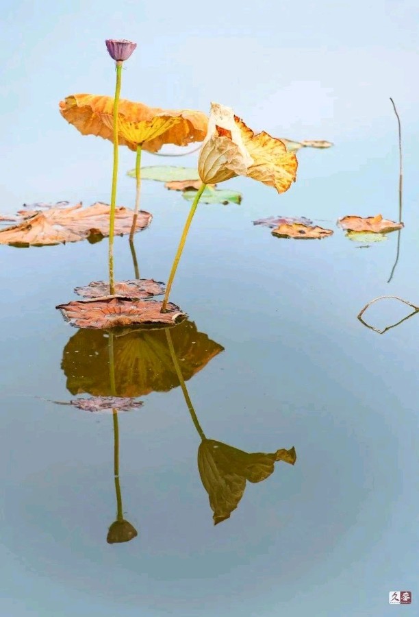 纵使西风摧蝶梦，尚持玉节守枯禅。（图2）