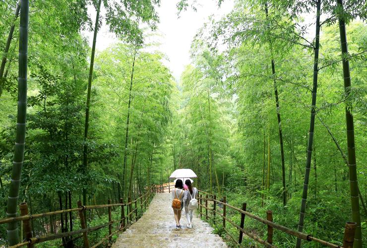 【新山东文学社】《山上的竹林》作者/春韵 主播/小小鸟（图4）